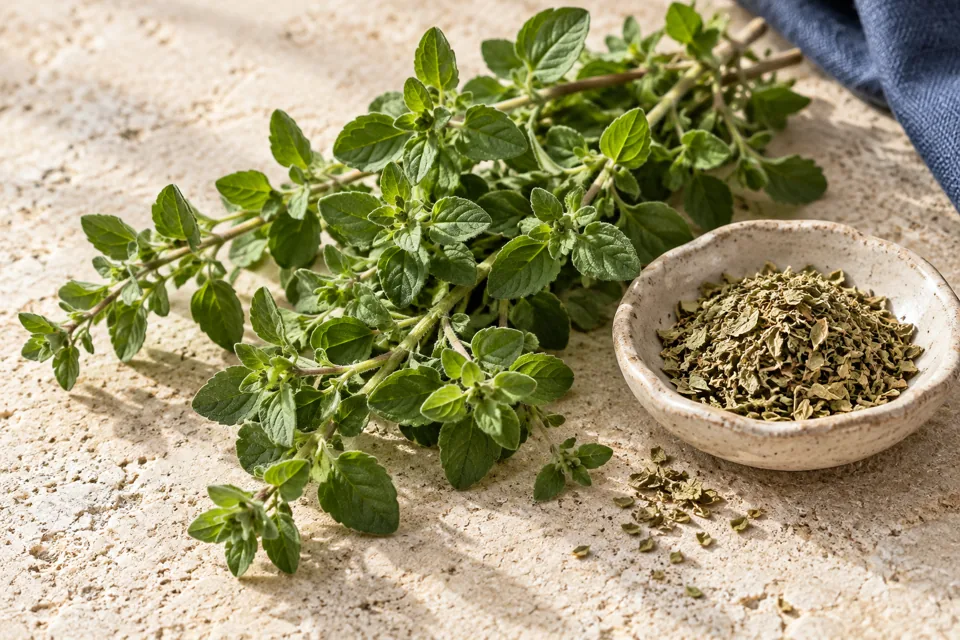 Illustratie bij Griekse oregano