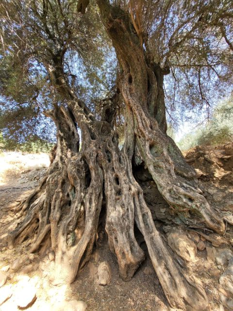West Kreta — foto 166
